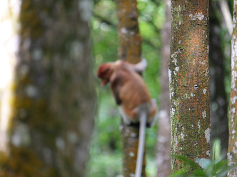 An adult proboscis monkey (Nasalis larvatus) is enjoying sitting on a tree. Proboscis monkeys are endemic to the island of Borneo