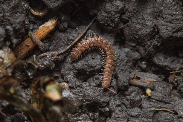 istock Adult Common Flat-backed Millipede (Polydesmus angustus) sitting in a dark mud 1495706740