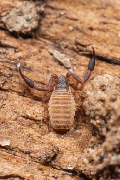 Adult Pseudoscorpion (probably Chernetidae sp.) sitting on an old wooden board Adult False scorpion (probably Chernetidae sp.) sitting on an old wooden board pseudoscorpion stock pictures, royalty-free photos & images