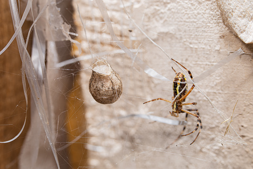 A wasp spider sitting in its web, sunny day in Vienna (Austria)