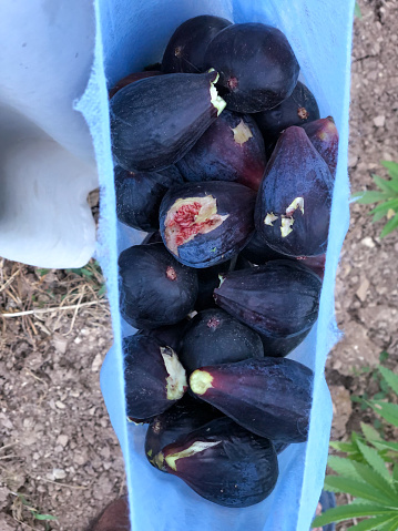 Harvesting Black Figs from their Natural Trees
