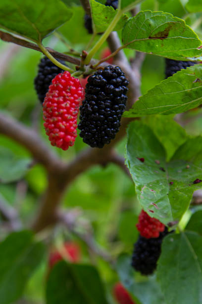 istock red and black mulberry ripening on the branch 1495707718