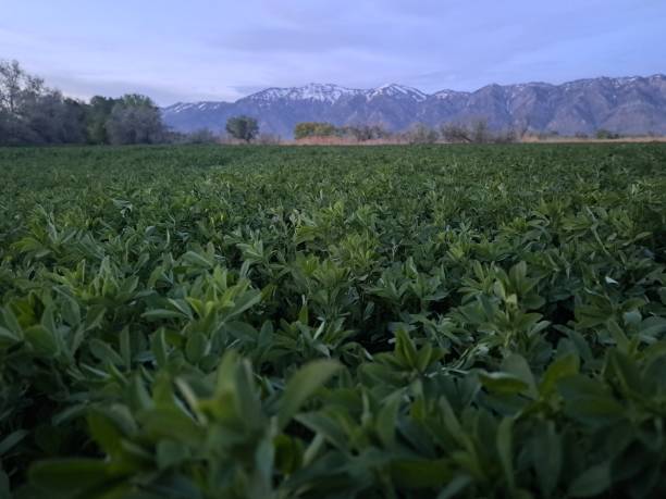 erba medica c'è - alfalfa foto e immagini stock