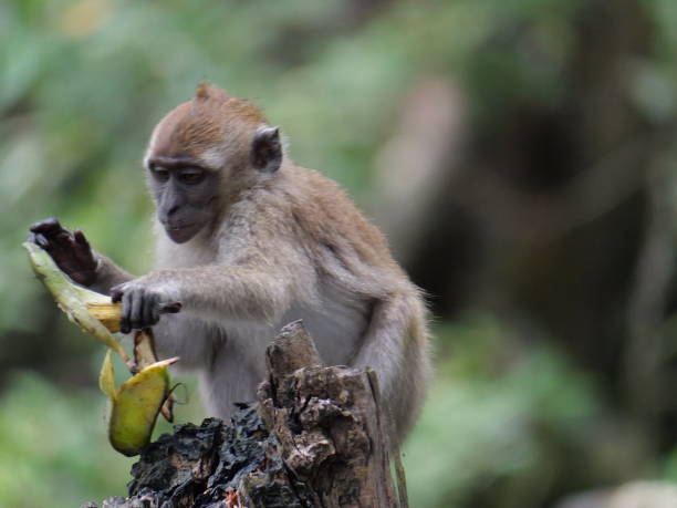 istock Selective focus baby wild crab-eating monkey (Macaca fascicularis) on mangrove tree 1495707941