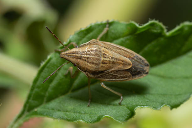 istock Bishop's Mitre Shield Bug (Aelia acuminata) sitting on the leaf of a plant 1495707967