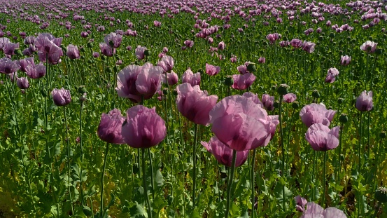 Beautiful pink opium poppy flowers in early June field, Germany. Papaver somniferum.