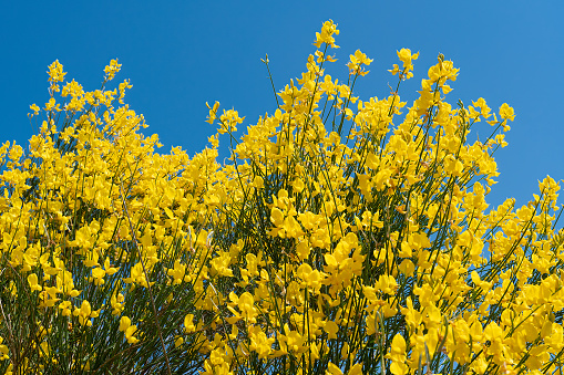 Blooming field of wild flowers Yellow toadflax or Linaria vulgaris flowers.