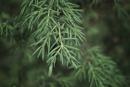 Juniperus communis bush is evergreen coniferous tree as background.