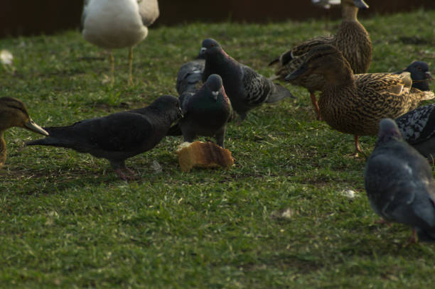 A flock of several pigeons and ducks gathered together around a piece of bread lying on the ground.