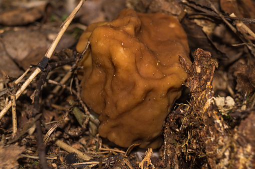 Morel (Gyromitra gigas) mushroom on the ground covered with dry twigs leaves and bark