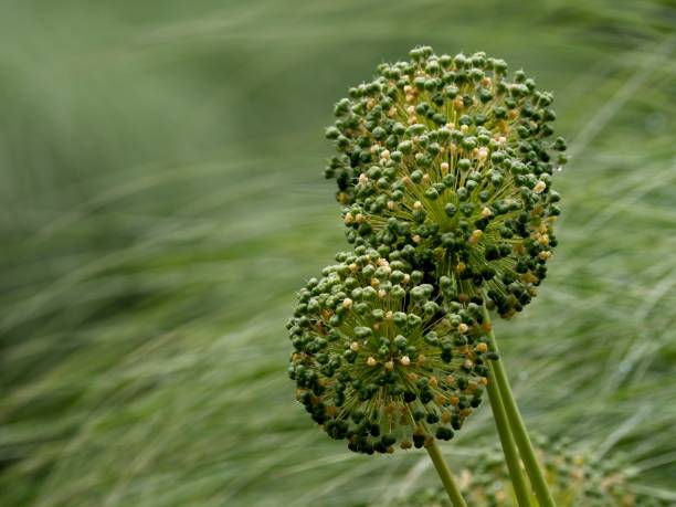 istock Perianth (inflorescence) of a giant allium 1495711075