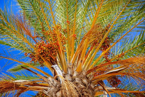 Perfect bright palm trees against a beautiful blue sky. Travel natur concept