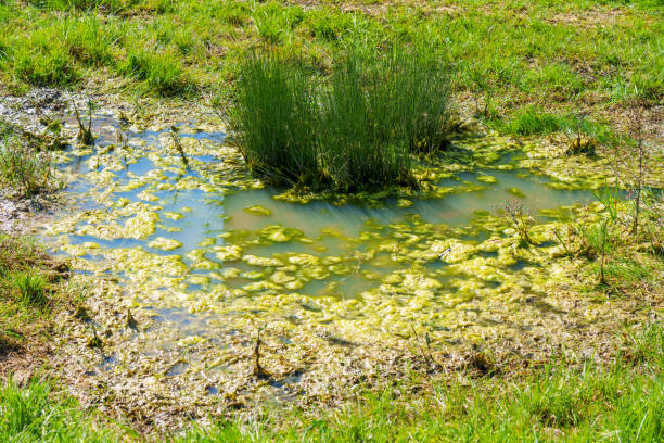 Swamp in wetland with green grass and mud close up