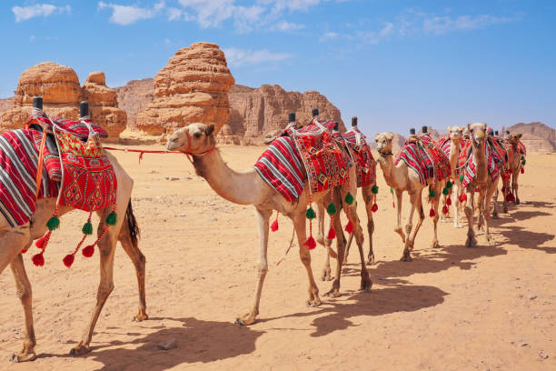 Group of camels, seats ready for tourists, walking in AlUla desert on a bright sunny day, closeup detail stock photo