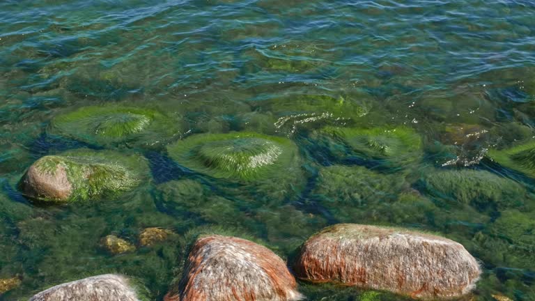 Seashore Rocks with Thick Green Seaweed Moved by Waves Resembling Sea Monster Head