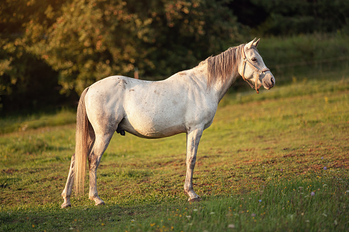 White Arabian horse standing on green field, view from side.