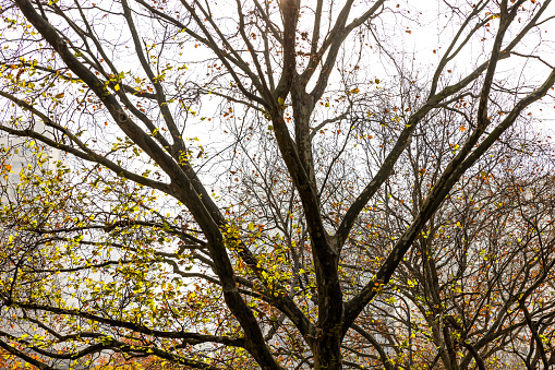 Autumn in city with morning sun shining through Oak tree, background with copy space, full frame horizontal composition