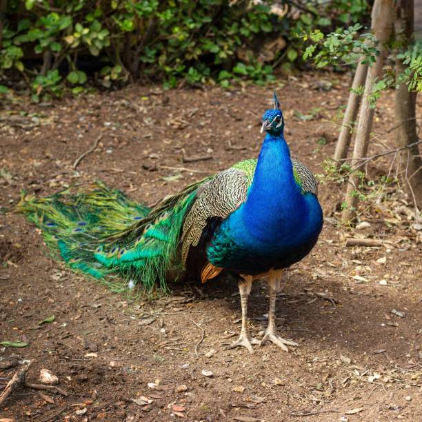 istock Elegant peacock in a lush outdoor setting surrounded by trees 1495719231