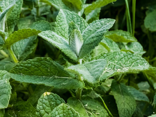 miętowe zbliżenie w ogrodzie. mięta jabłkowa lub mentha suaveolens lub mięta puszysta to rośliny ziołowe bogate w korzyści zdrowotne. - peppermint pineapple mint pineapple mint zdjęcia i obrazy z banku zdjęć