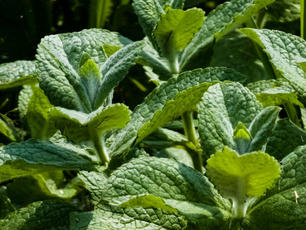 miętowe zbliżenie w ogrodzie. mięta jabłkowa lub mentha suaveolens lub mięta puszysta to rośliny ziołowe bogate w korzyści zdrowotne. - peppermint pineapple mint pineapple mint zdjęcia i obrazy z banku zdjęć