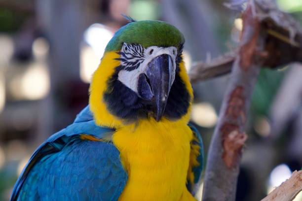 istock a closeup of a colorful parrot 1495720734