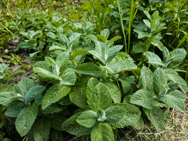 miętowe zbliżenie w ogrodzie. mięta jabłkowa lub mentha suaveolens lub mięta puszysta to rośliny ziołowe bogate w korzyści zdrowotne. - peppermint pineapple mint pineapple mint zdjęcia i obrazy z banku zdjęć