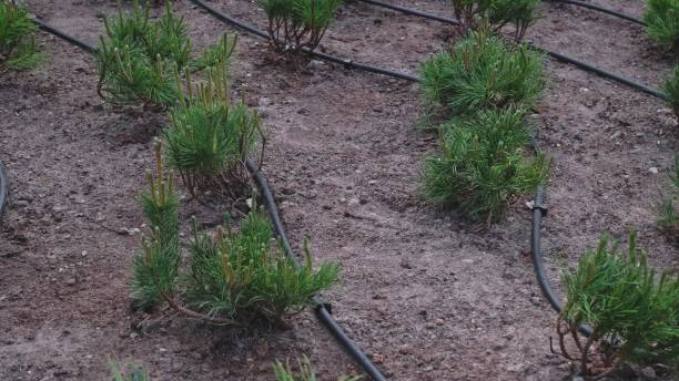 istock Modern Watering System Piping Hose Coil for Garden Decorative Dwarf Pine Shrubs 1495720798
