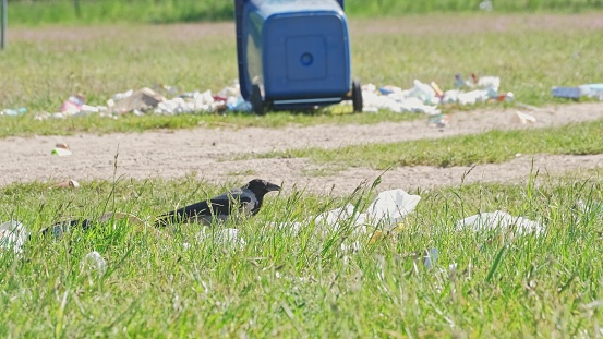 Wild Crow Bird Looking for Food among Trash for Tipped Over Plastic Garbage Container on Scattered Grass Field during Public Event Open Air Music Festival