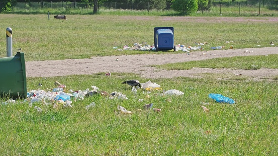 Wild Crow Bird Looking for Food among Trash for Tipped Over Plastic Garbage Container on Scattered Grass Field during Public Event Open Air Music Festival