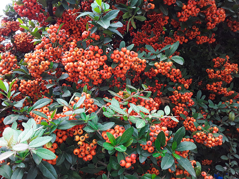 Red rowan berries on rowanberry plant branch (Sorbus aucuparia).