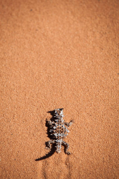とげのある悪魔、シャークベイ、西オーストラリア州 - lizard landscape desert australia ストックフォトと画像