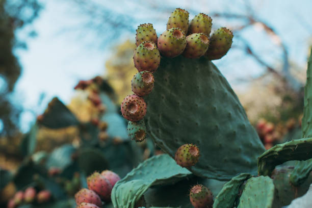 istock Fichi d'India, Better Known as Prickly Pears the typical Summer Fruit in Puglia 1495726132