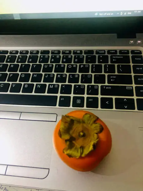 Kaki fruit on the laptop, Plaqueminier