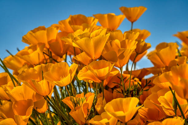 Wild Poppies in Arizona