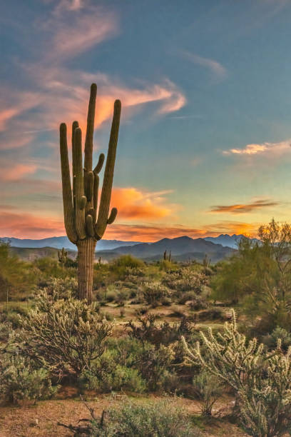 Saguaro at Sunset stock photo