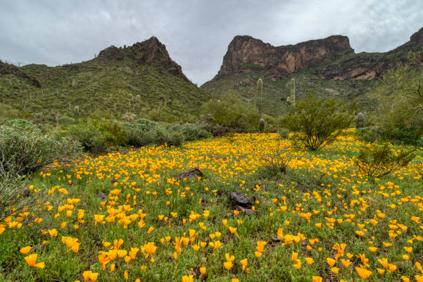 Poppies at Picacho Peak stock photo