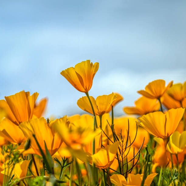 istock Wild Poppies in Arizona 1495729481