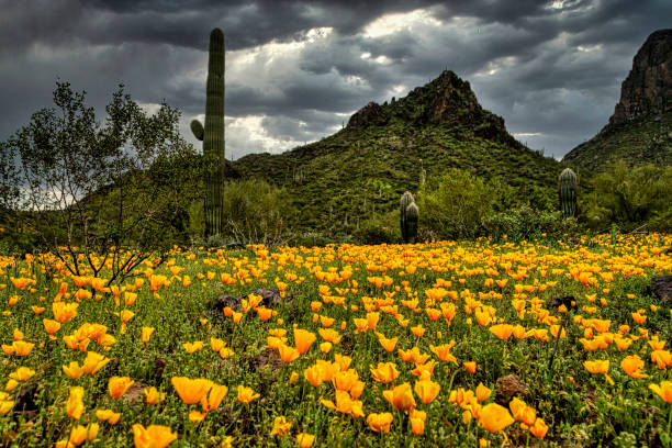 mohnblumen am picacho peak - sonoran desert cactus flower head southwest usa stock-fotos und bilder