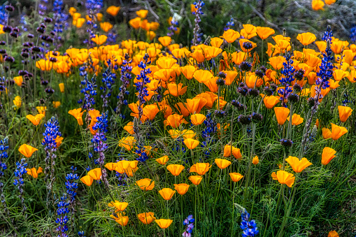 Wild Mexican and California poppies and lupines in Arizona