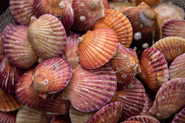 istock lots of scallop sea shells piled together background 1495729584