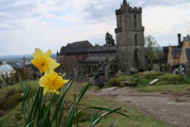 istock Daffodils in the Churchyard 1495729701