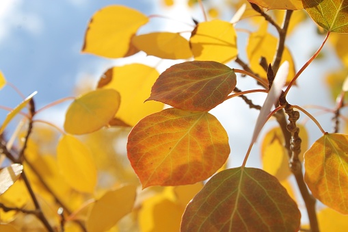 Changing color golden yellow aspen leaves on branch
