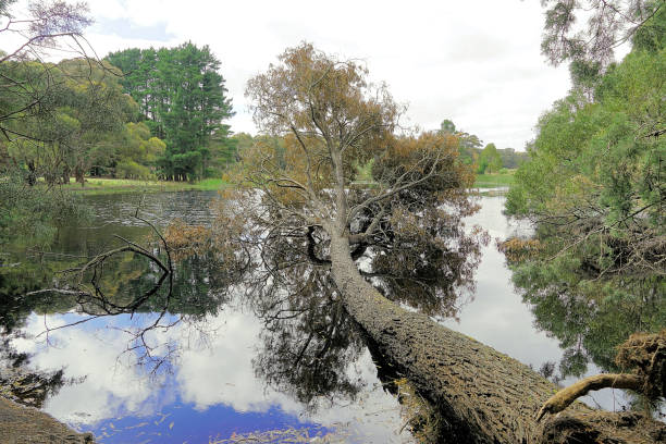 Fish or Trout Pond or Dam in the  Ballarat Country