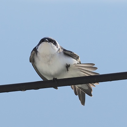 An adult Chilean Swallow (Tachycineta meyeni) preens and stretches its wings on a garden fence in central Chile. This is the only species of swallow that is regularly resident in Chile and, like the European House Martin, will often choose human structures to anchor its next.