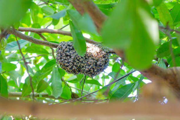 istock The Beehive on the Sunlight Tree in the Morning 1495737040