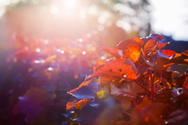 Sunset through red autumn leaves with flares and warm light colors