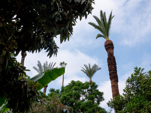 istock Palm trees and other flora in Bahia Palace, Marrakesh. 1495738804