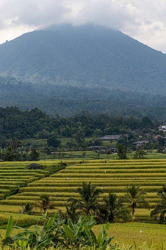 Jatiluwi, Bali, Indonesia Mount Batukaru at 2276 m rises over the Jatiluwi rice terraces, Unesco world heritage site.