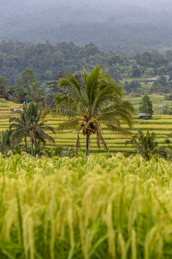 Jatiluwi, Bali, Indonesia A coconut tree growing in the Jatiluwi rice terraces, a Unesco world heritage site.
