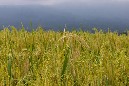 Jatiluwi, Bali, Indonesia Rice growing in the Jatiluwi rice terraces, a Unesco world heritage site.